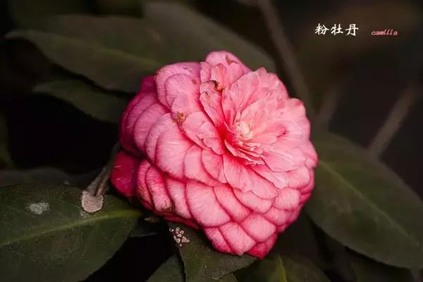 四大名花之山茶,中国百种山茶图片