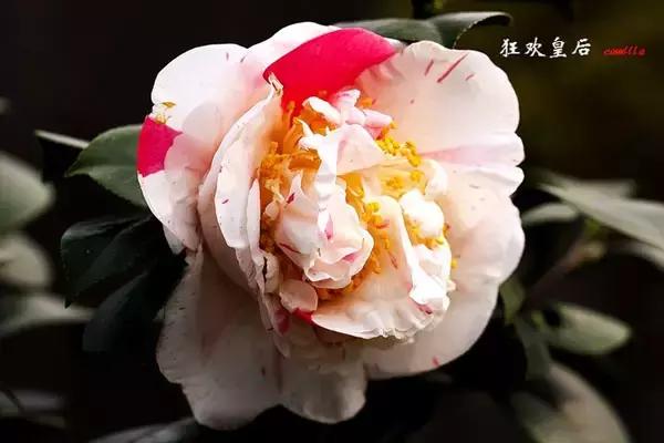 四大名花之山茶,中国百种山茶图片