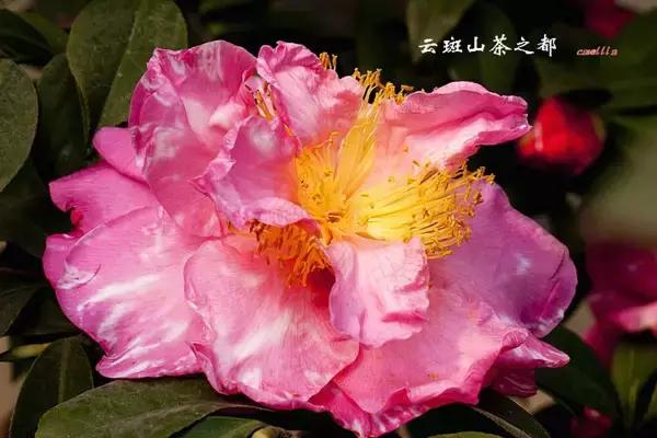 四大名花之山茶,中国百种山茶图片