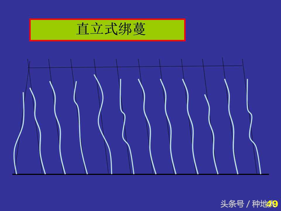 看看高手如何做管理的,看看山东大棚甜瓜种植技术