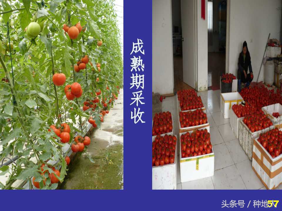 看看高手如何做管理的,看看山东大棚甜瓜种植技术