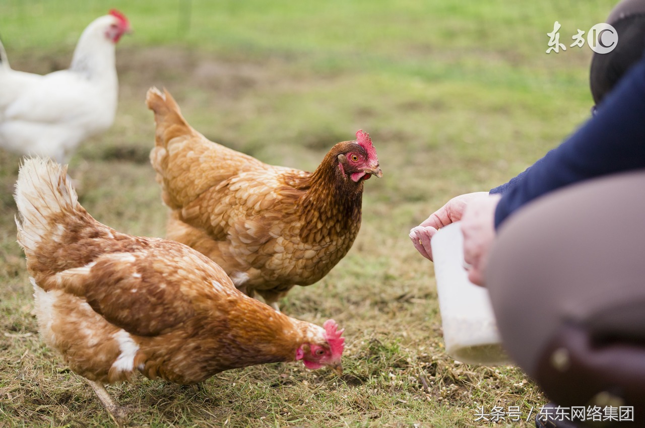 鸡舍消毒操作方法,养鸡场鸡舍用什么消毒