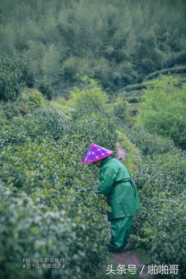 莫干山网红民宿裸心谷的山野秘境,莫干山裸心谷民宿价格