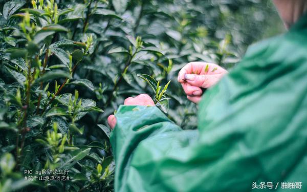 莫干山网红民宿裸心谷的山野秘境,莫干山裸心谷民宿价格