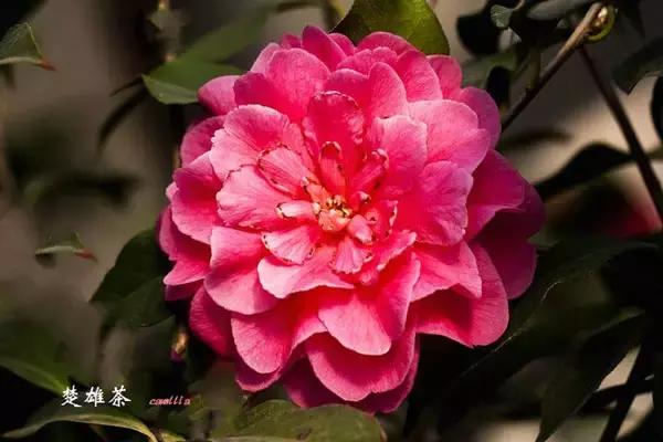 四大名花之山茶,中国百种山茶图片