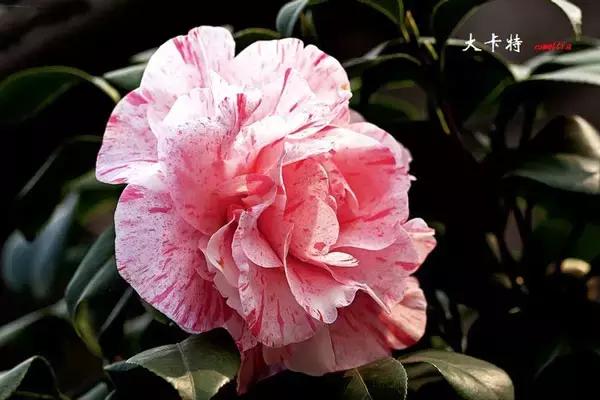 四大名花之山茶,中国百种山茶图片