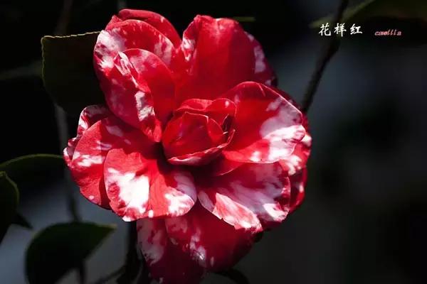 四大名花之山茶,中国百种山茶图片