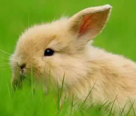 2019年十二生肖运势排行榜,属相2016年运势