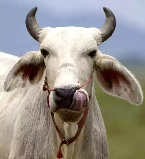 2019年十二生肖运势排行榜,属相2016年运势