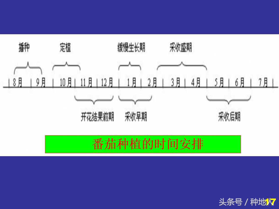 看看高手如何做管理的,看看山东大棚甜瓜种植技术
