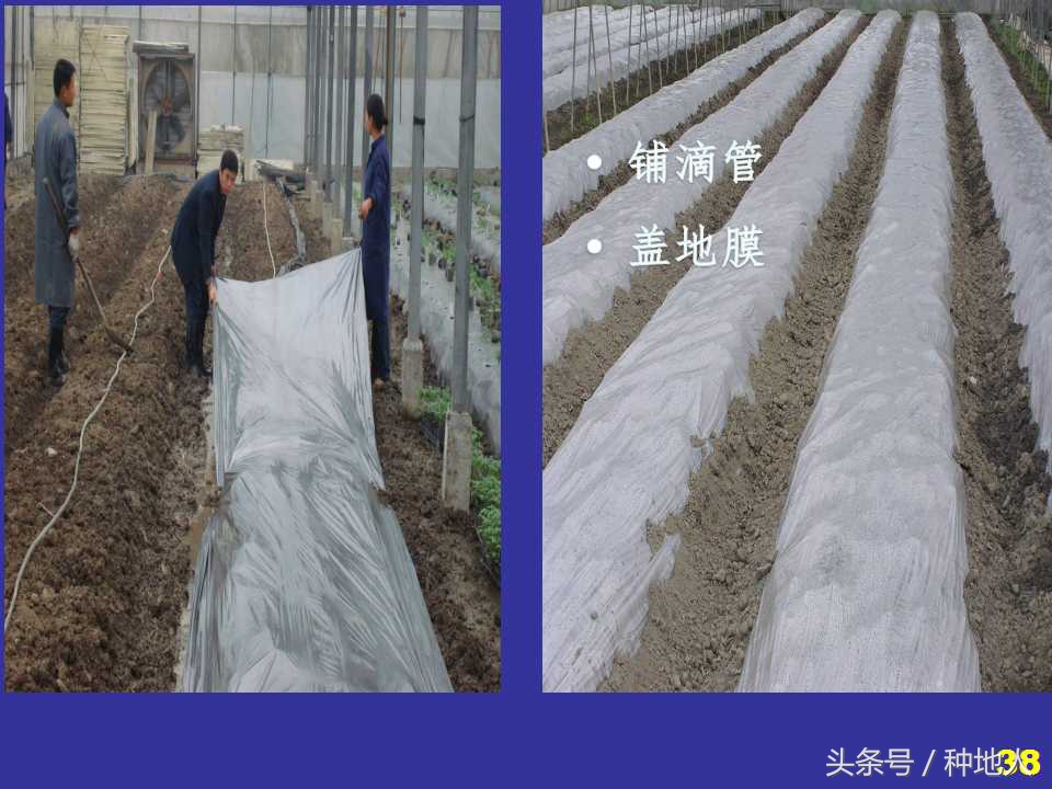 看看高手如何做管理的,看看山东大棚甜瓜种植技术