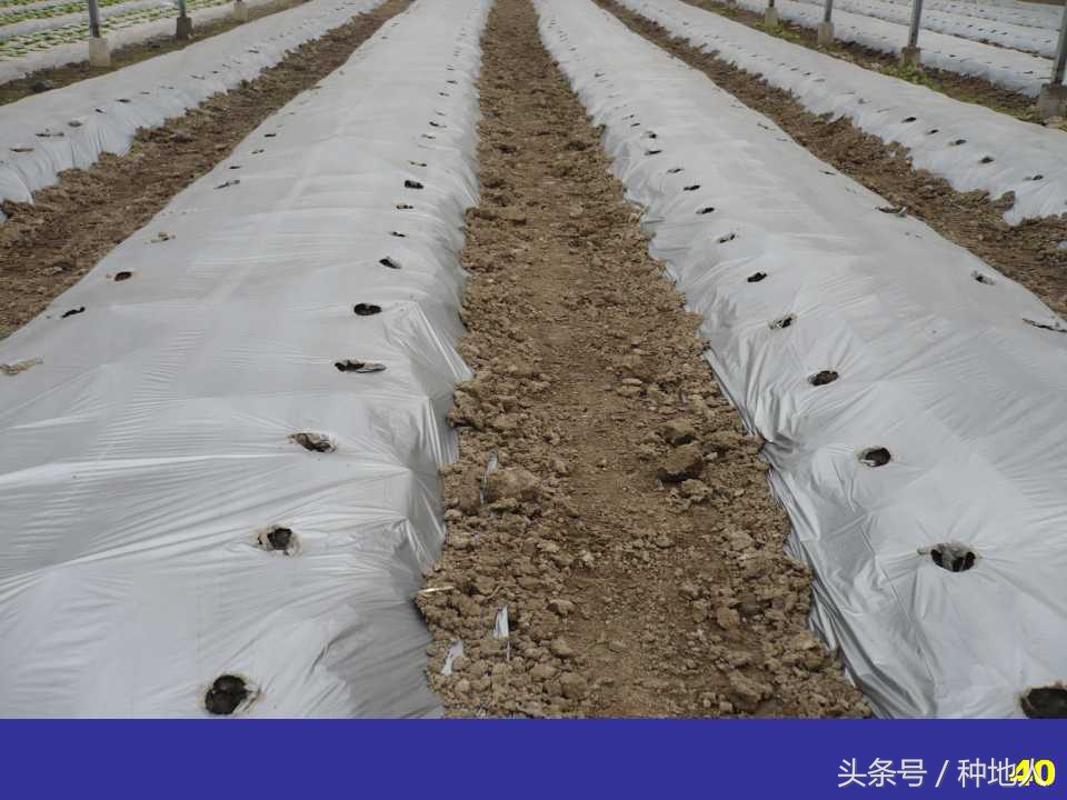 看看高手如何做管理的,看看山东大棚甜瓜种植技术