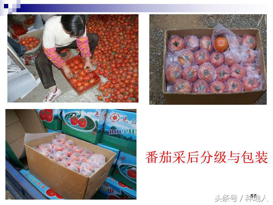 看看高手如何做管理的,看看山东大棚甜瓜种植技术