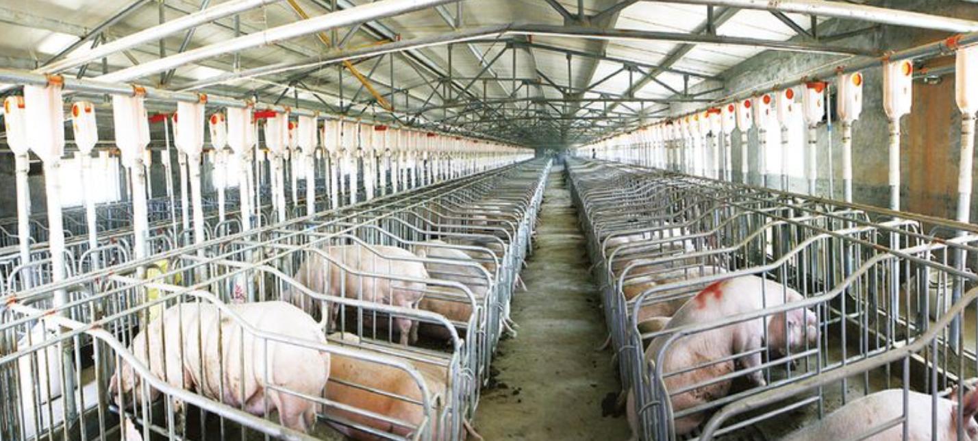 新希望饲料发展,新希望饲料深度分析