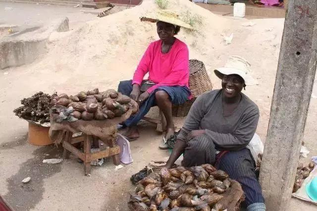 蜗牛有多大？来看看非洲大蜗牛你就知道什么叫大