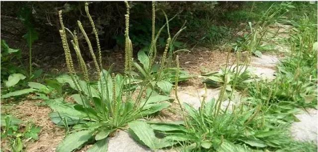 可吃的六种野菜,最有营养的六种野菜