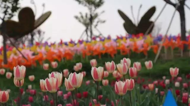 国家花木博览园旅游攻略,花木博览园一日游