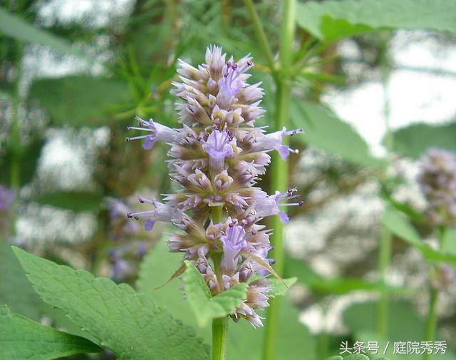 茴藿香夏季开花紫色似薰衣草，做成茴藿香土司更美味