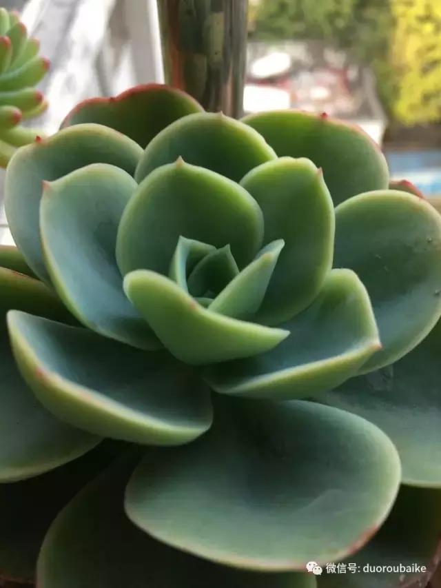 春日阳光下的绿植,阳台上最好看的多肉