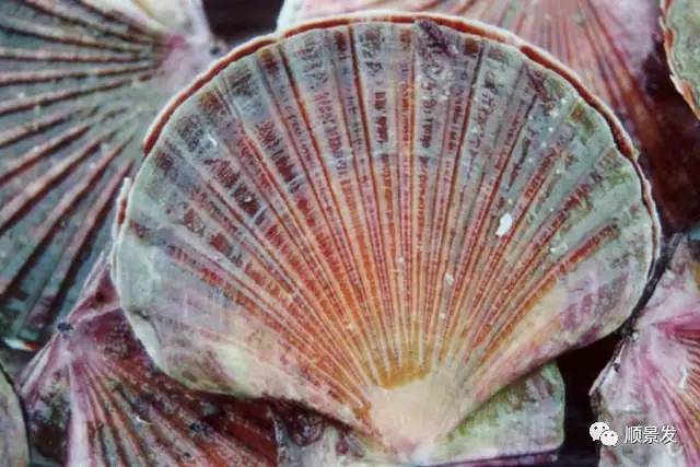 十种常见贝类海鲜图片,贝类海鲜全图