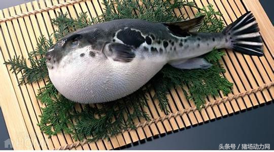 为什么母猪乳房肉不能吃,为什么母猪的肉不能吃