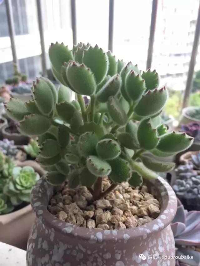 春日阳光下的绿植,阳台上最好看的多肉