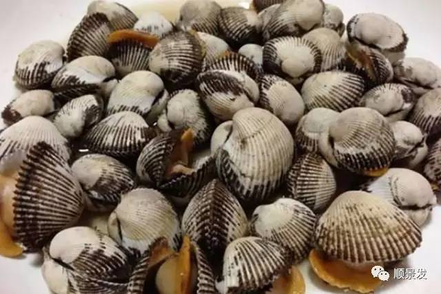 十种常见贝类海鲜图片,贝类海鲜全图