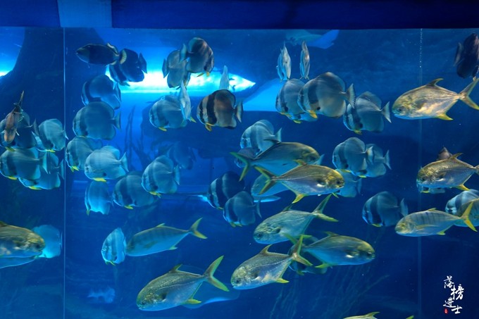 泉城欧乐堡动物王国夏天怎么去,泉城欧乐堡梦幻世界星空过山车