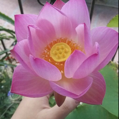 一小段莲藕可以种出来荷花吗,庭院荷花盆栽方法