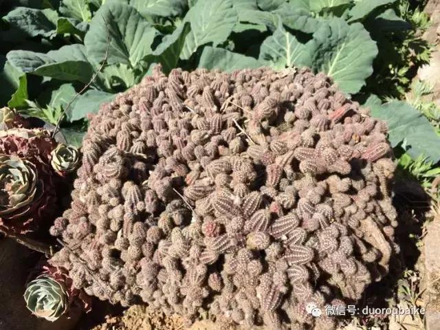 春日阳光下的绿植,阳台上最好看的多肉