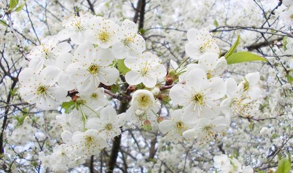 常州春游经典地点,常州骑行绿道