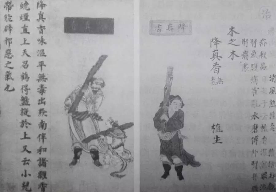 本草纲目降糖法,本草纲目速降版