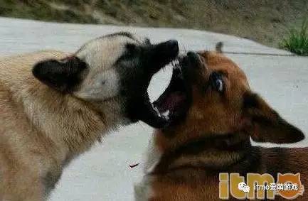 死宅真恶心！二次元们撕逼里的鄙视链