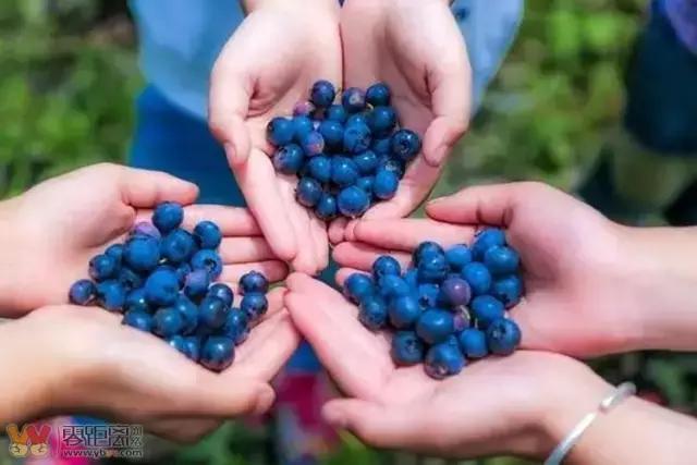 宜宾屏山蓝莓基地采摘园在哪,宜宾蓝莓采摘基地多久可以摘