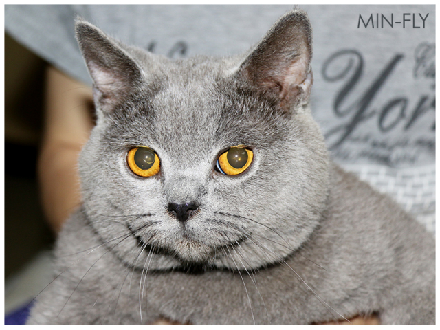 养猫手册如何养好一只猫,养猫喂养小技巧