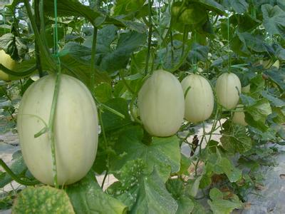 露地甜瓜裂瓜怎么办,甜瓜大面积裂了怎么办