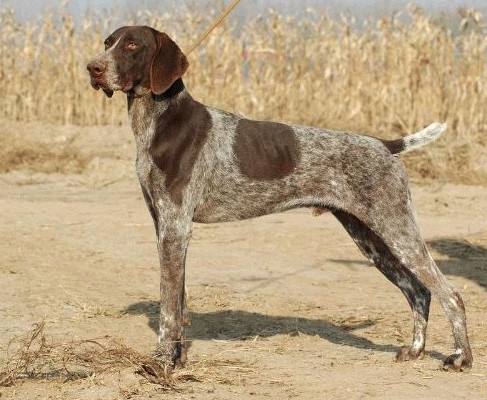 犬属德国刚毛波音达犬,和波音达犬相似的犬