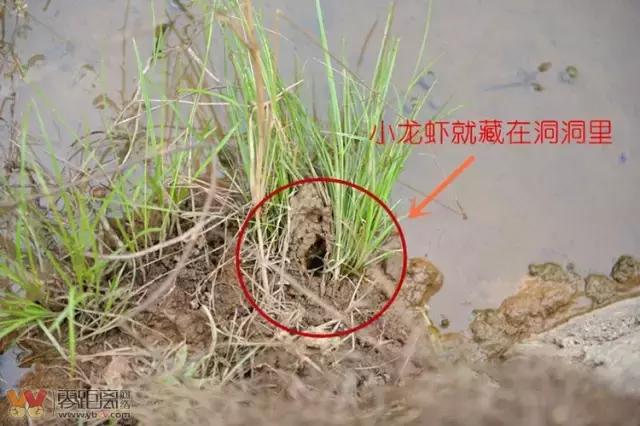 宜宾屏山蓝莓基地采摘园在哪,宜宾蓝莓采摘基地多久可以摘