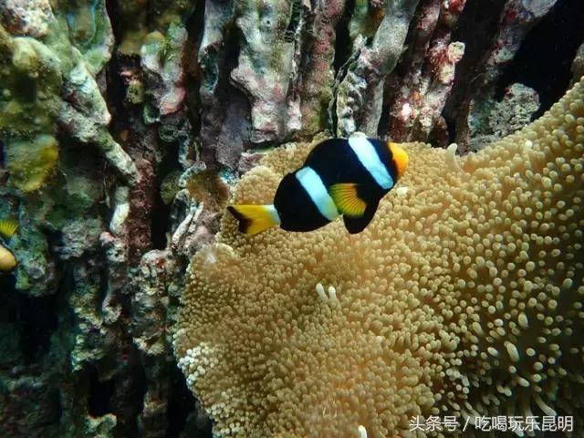 3000玩转泰国2天4夜攻略 (泰国小马尔代夫海岛)