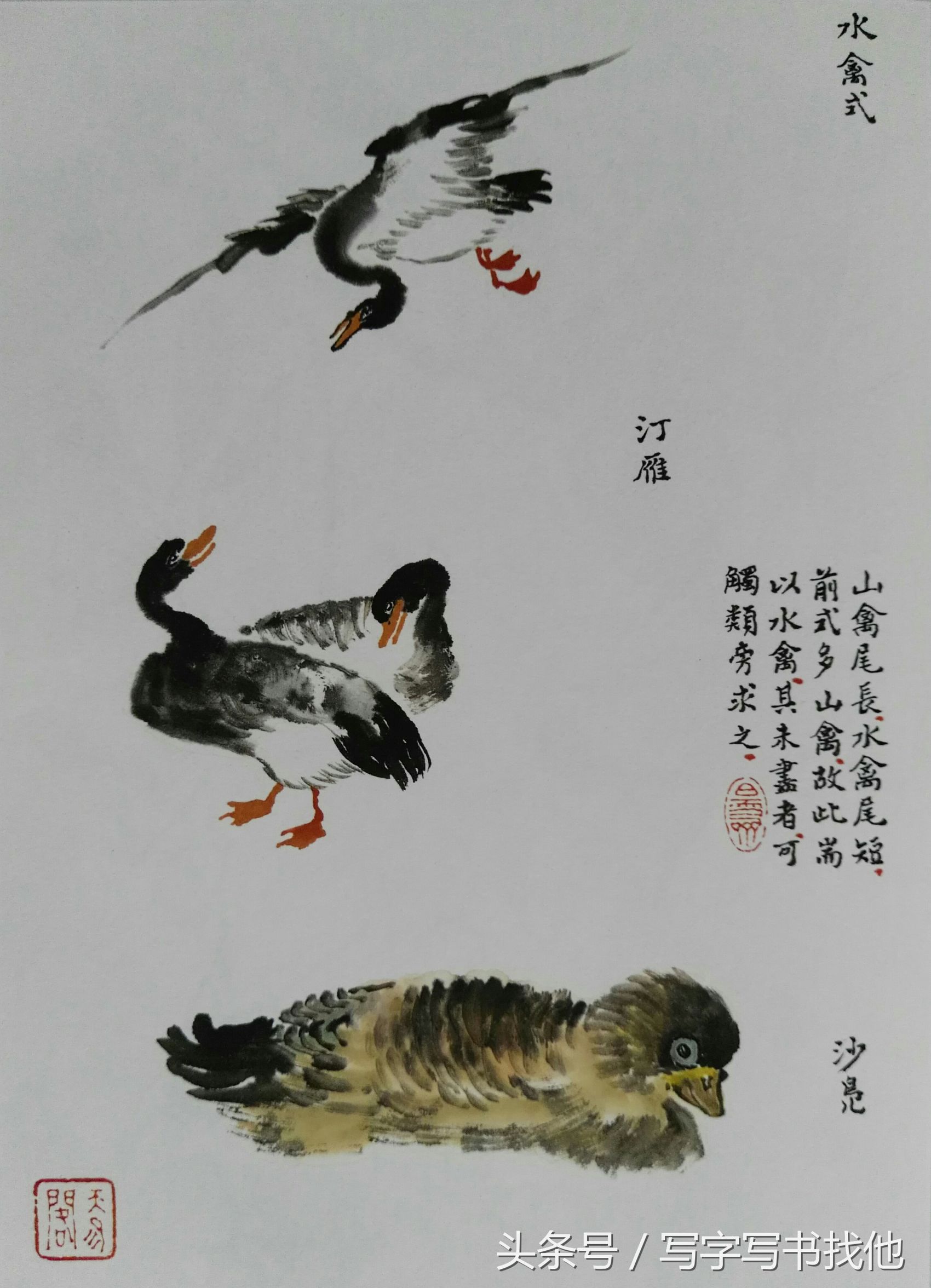 100幅鸟的画法内附绘画步骤,画鸟初学者入门步骤