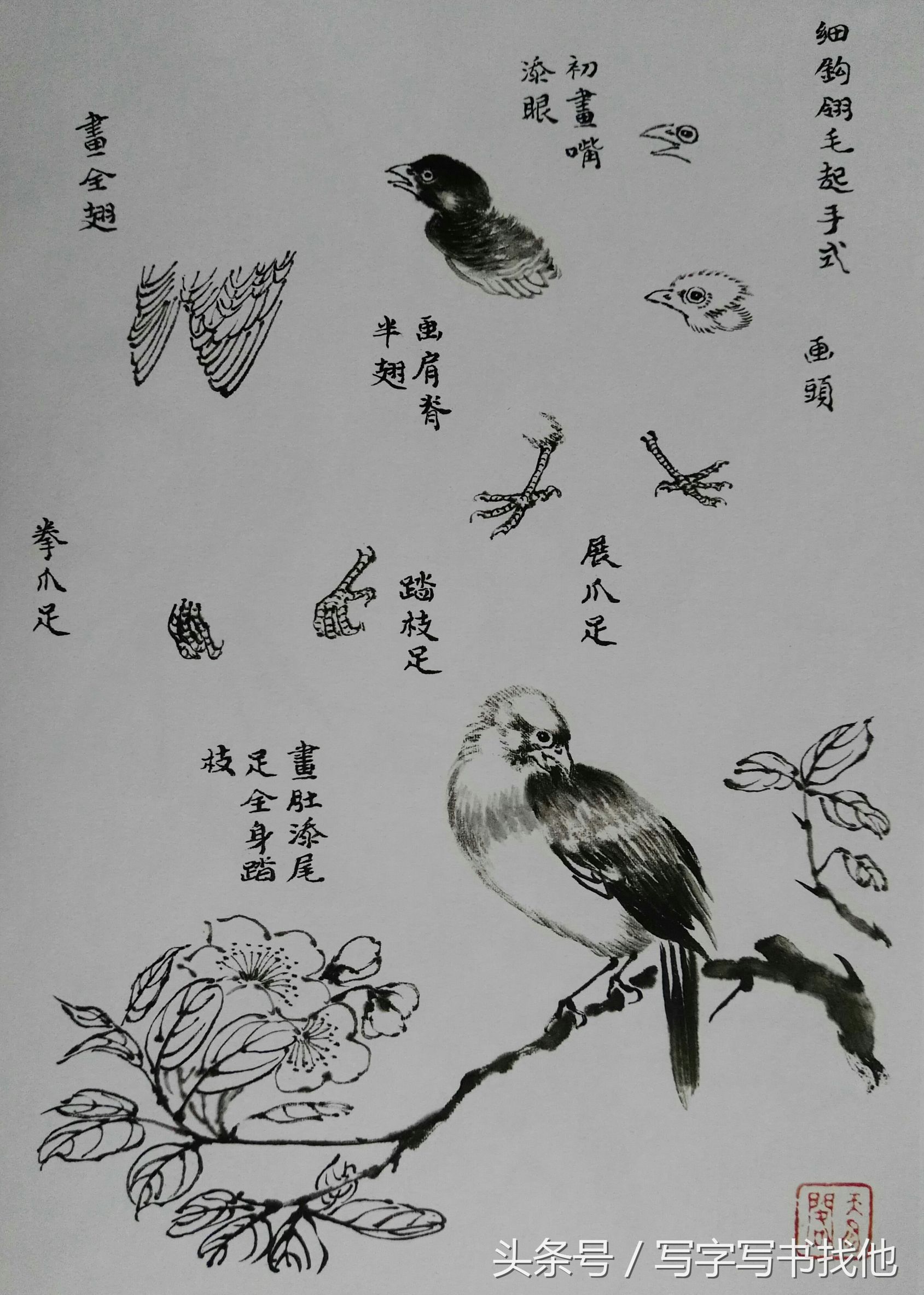 100幅鸟的画法内附绘画步骤,画鸟初学者入门步骤