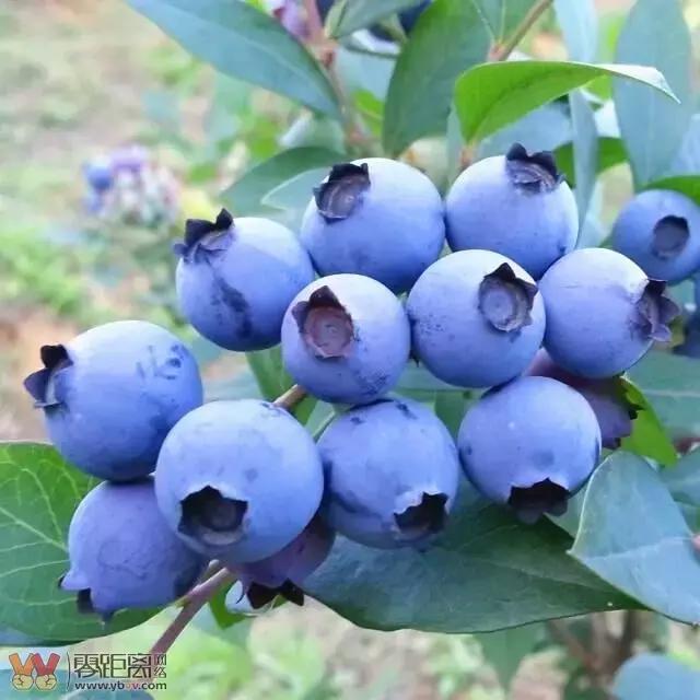 宜宾屏山蓝莓基地采摘园在哪,宜宾蓝莓采摘基地多久可以摘