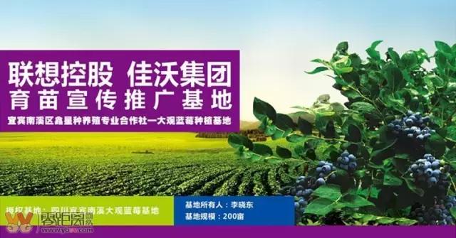 宜宾屏山蓝莓基地采摘园在哪,宜宾蓝莓采摘基地多久可以摘