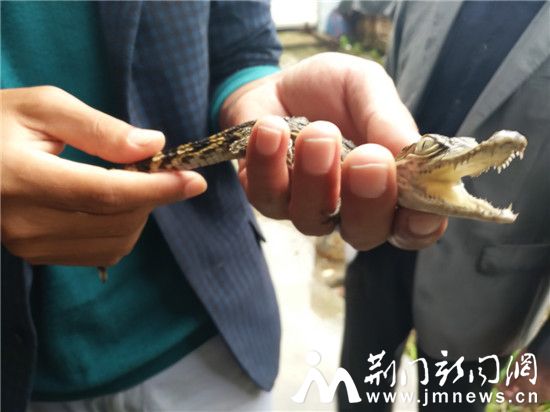 东鳄西稻的沙洋“爱恋”