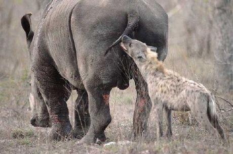 最厉害的食肉动物族群斑鬣狗,非洲斑鬣狗花豹