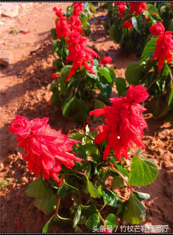 东莞隐贤山庄避坑,现在的东莞隐贤山庄是什么样的