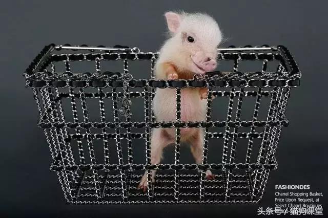 瀹犵墿鐚殑濂緢楗板搧,瀹犵墿鐚繘鍐涘ア渚堝搧鍥剧墖