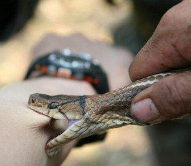 大家野外遇蛇一定要远离注意安全,野外遇到蛇应该站着不动还是跑
