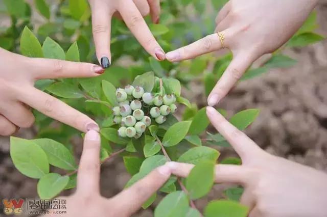 宜宾屏山蓝莓基地采摘园在哪,宜宾蓝莓采摘基地多久可以摘