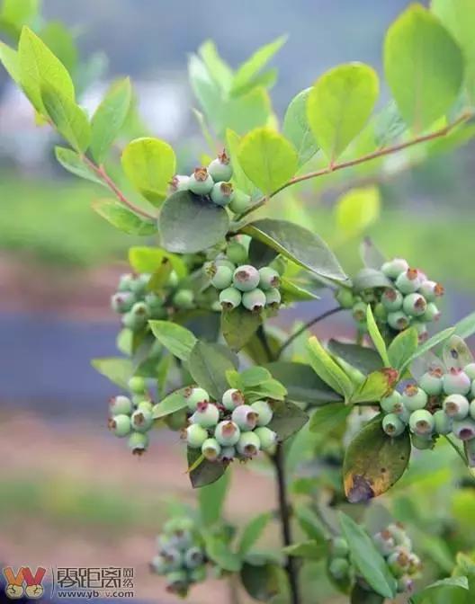 宜宾屏山蓝莓基地采摘园在哪,宜宾蓝莓采摘基地多久可以摘